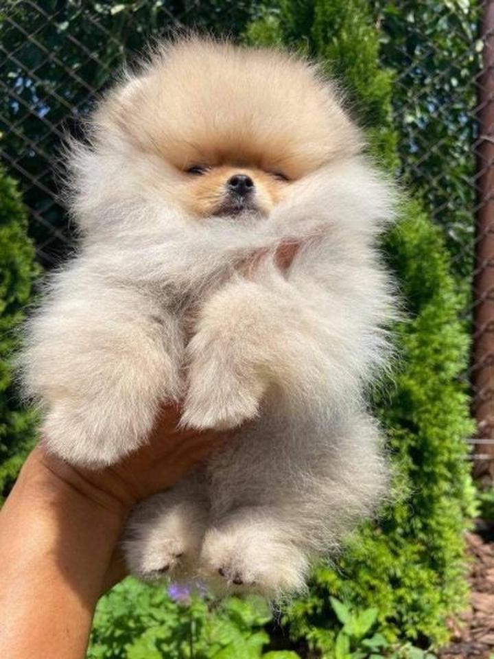 Perfekcyjny pompadour