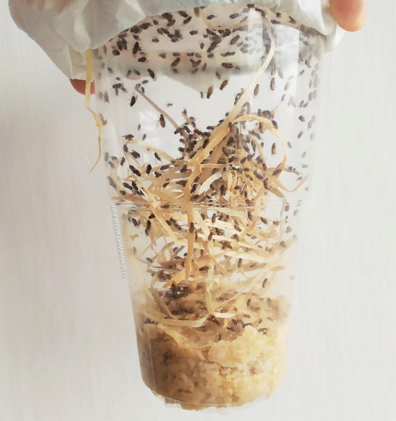 Rola muszek w ekosystemie